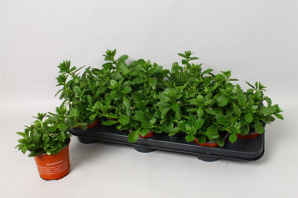Scaevola