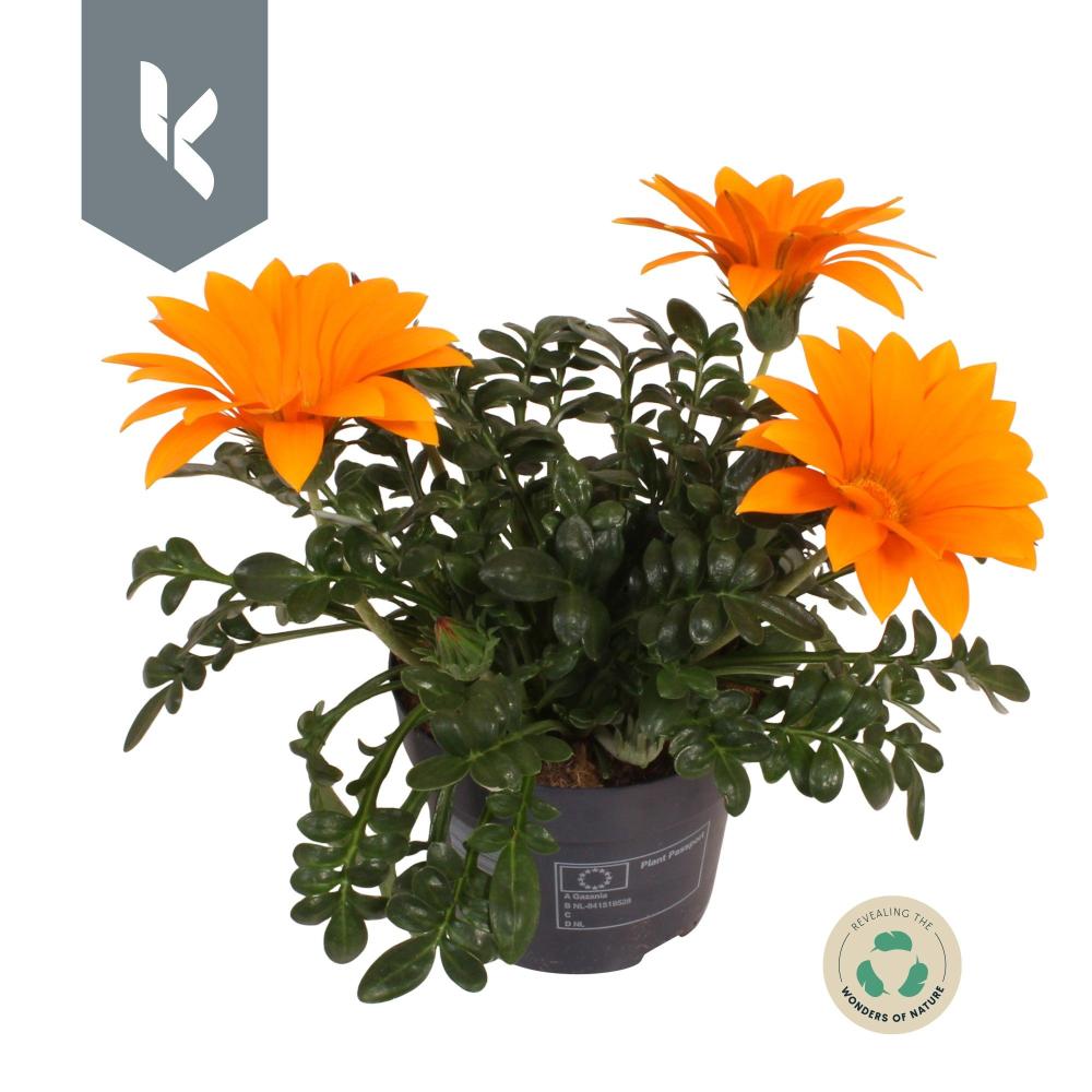 Gazania