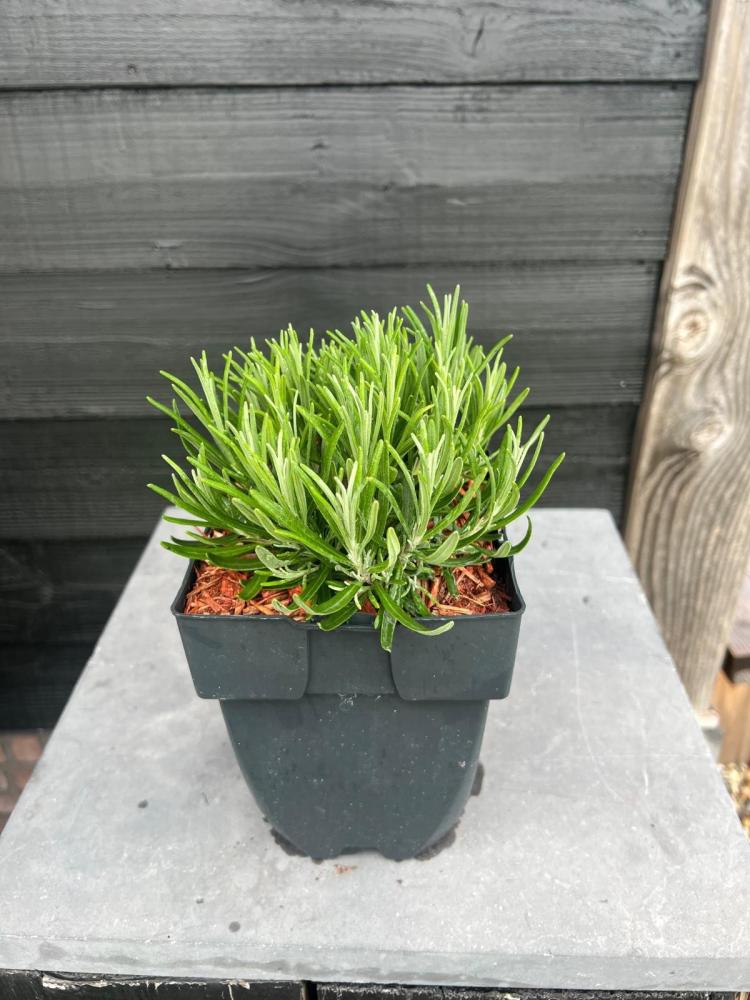 lavandula