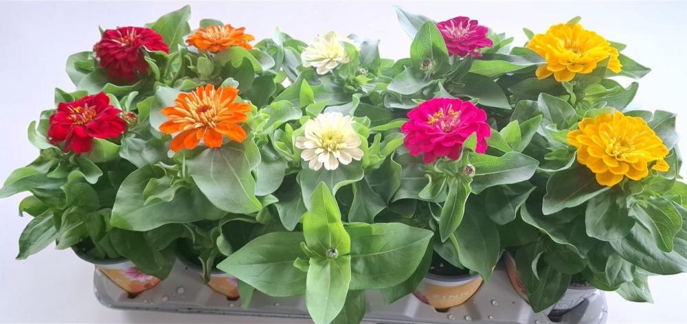 Zinnia