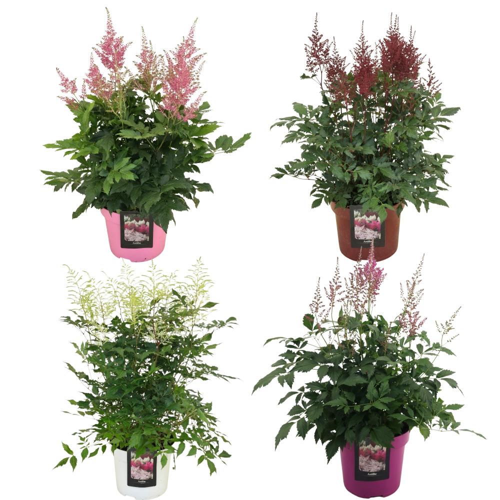 Astilbe