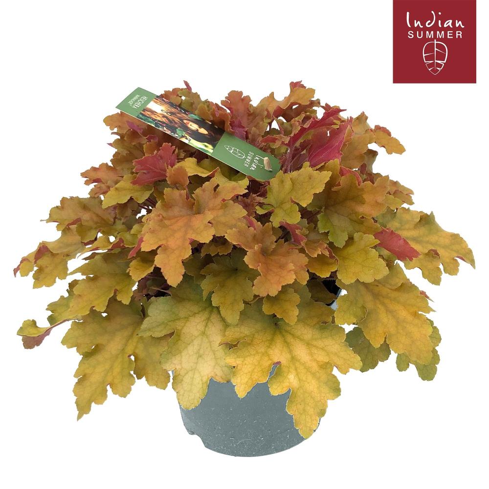 Heuchera