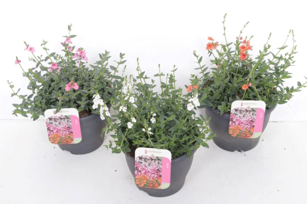 Diascia