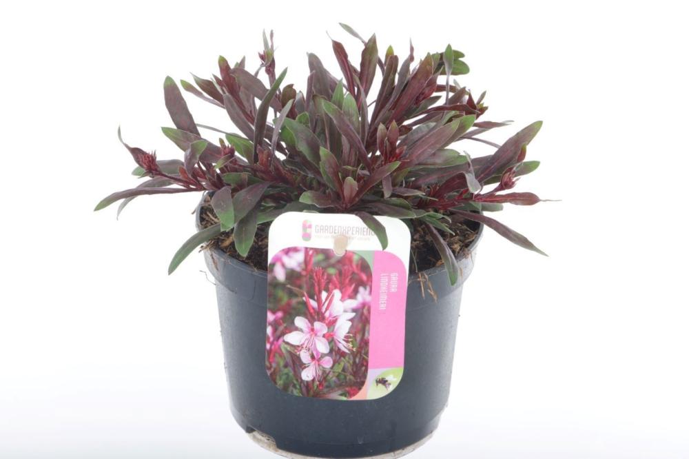Gaura