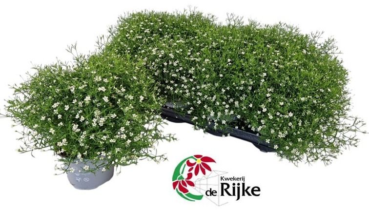 Gypsophila