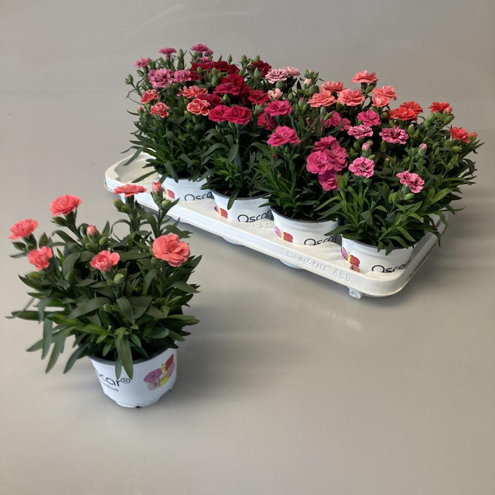 Dianthus