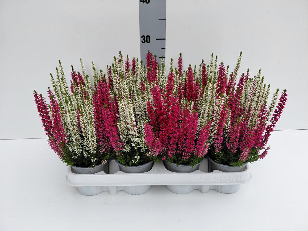 Calluna