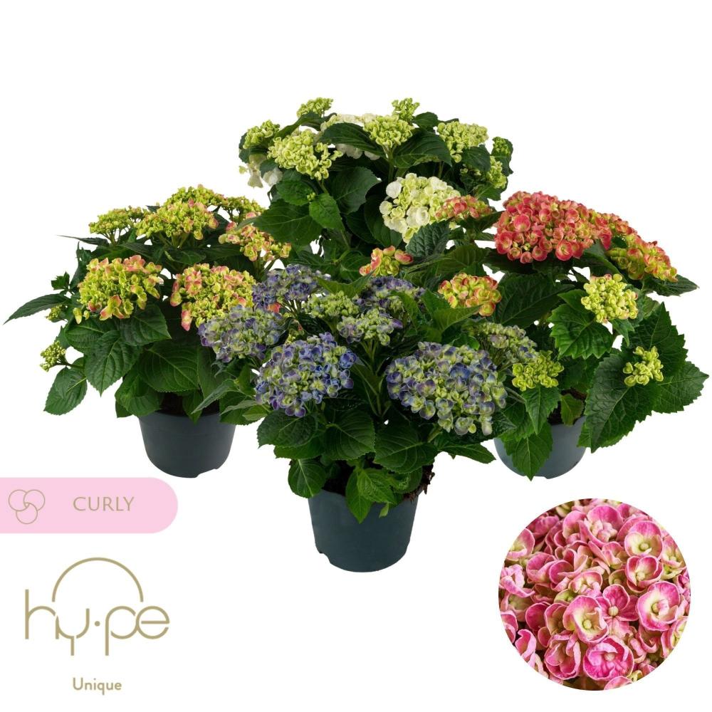 hydrangea