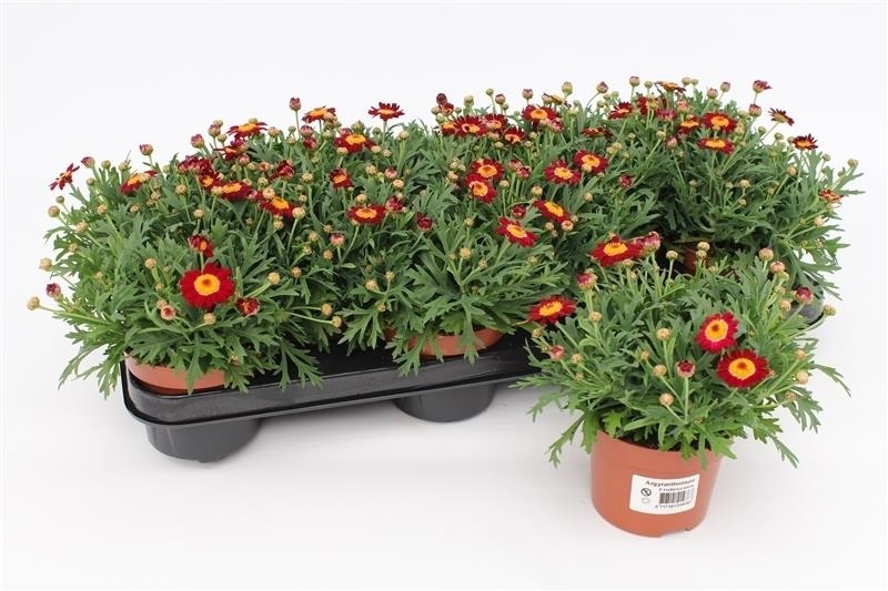 Argyranthemum frut.  (anthemis)