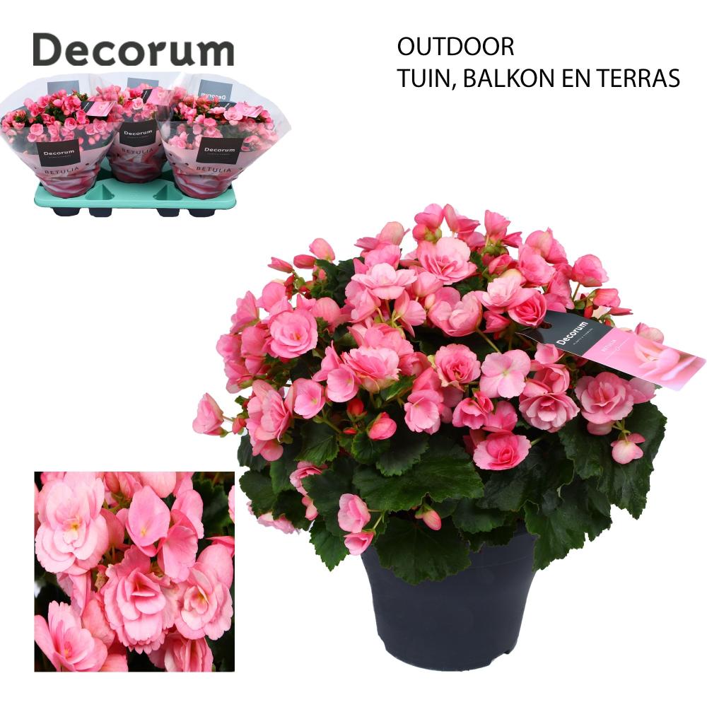 Begonia betulia