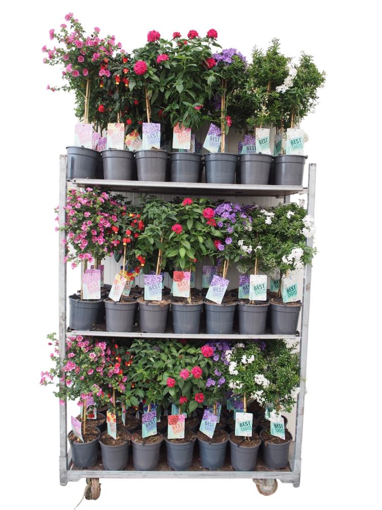 Plantes mix
