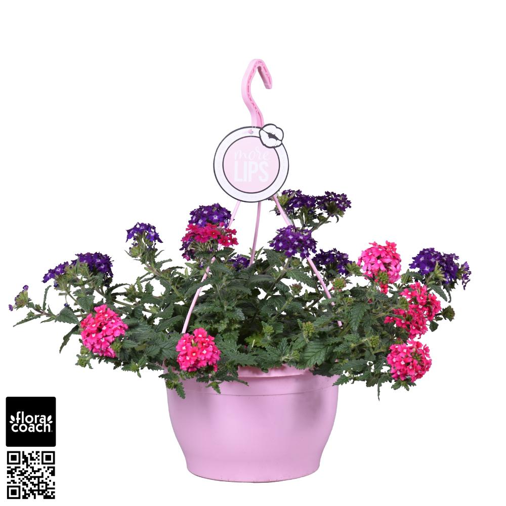 Verbena
