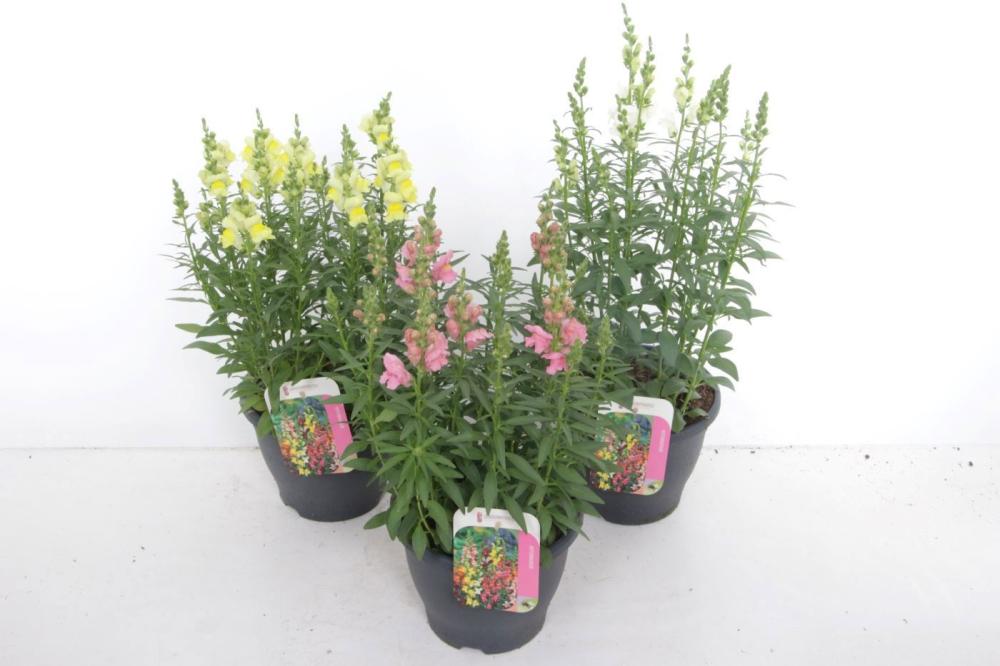 Anthirrhinum