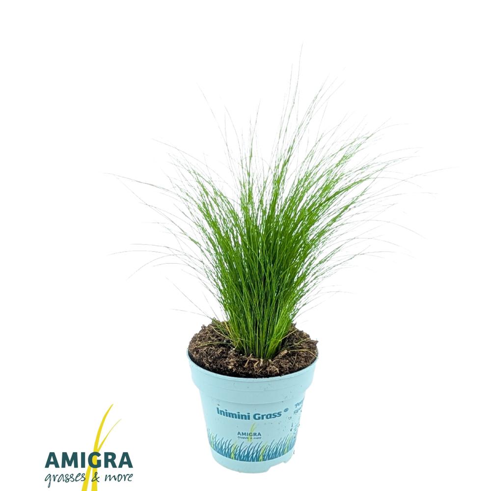 Stipa