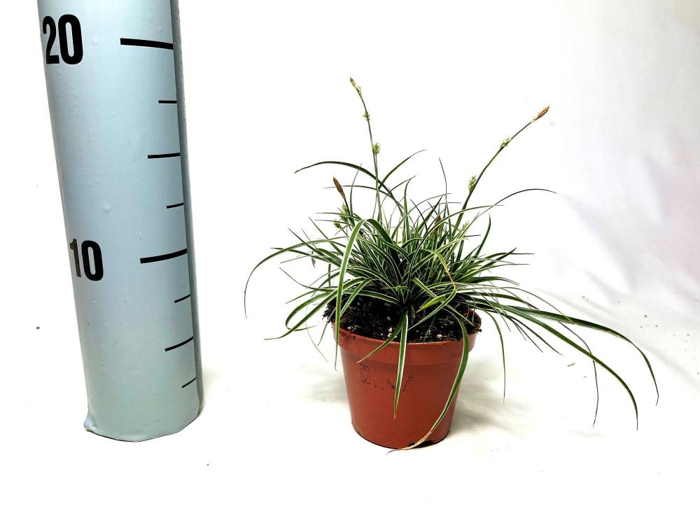 Carex