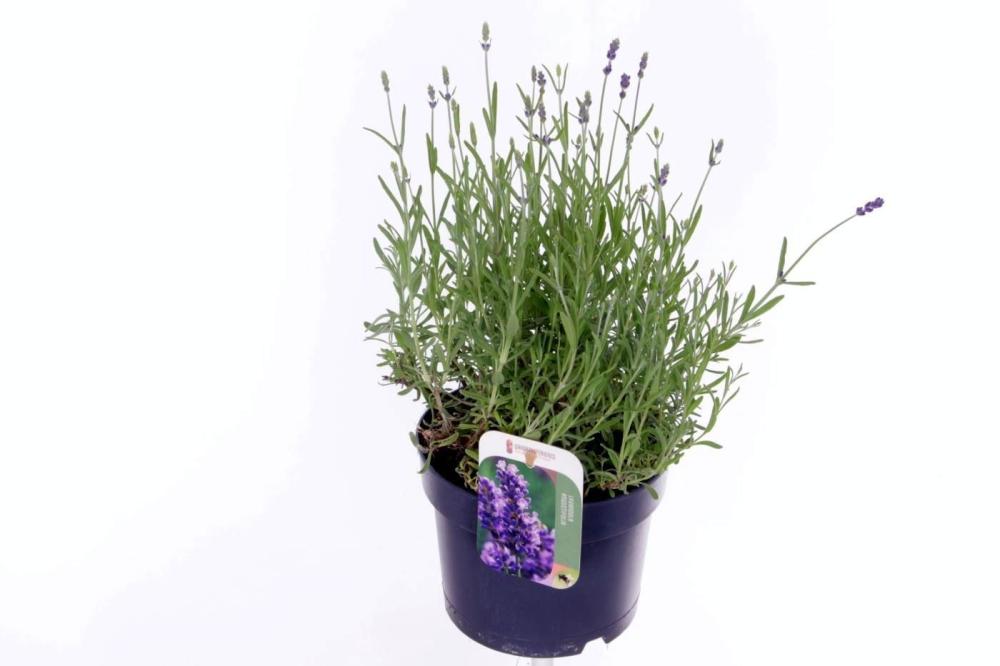 Lavandula