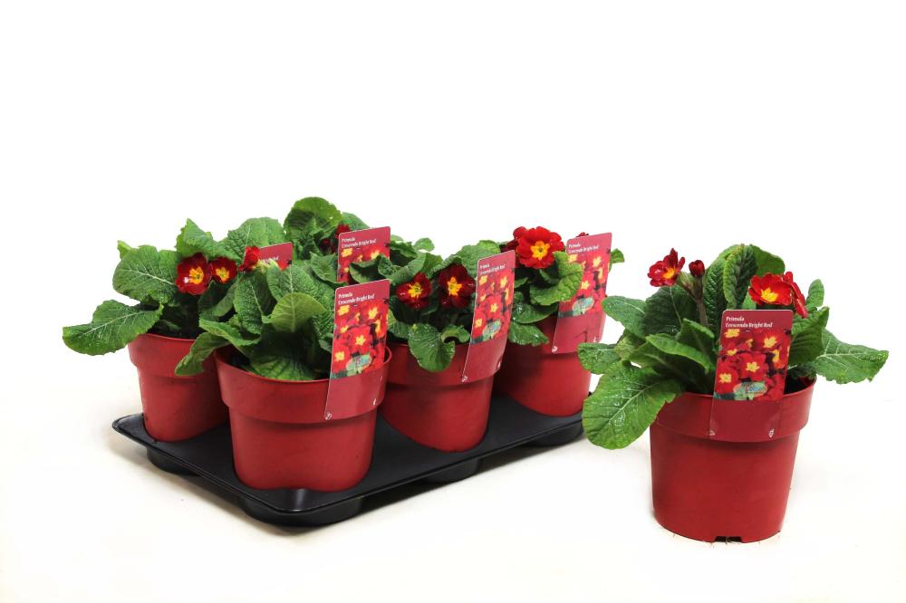 Primula
