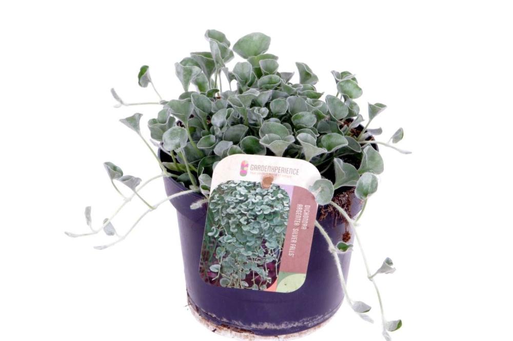 Dichondra