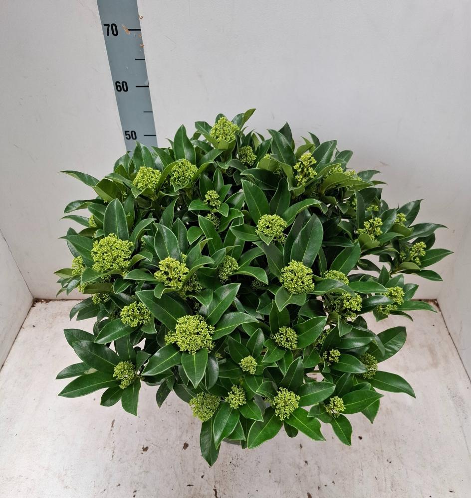 Skimmia