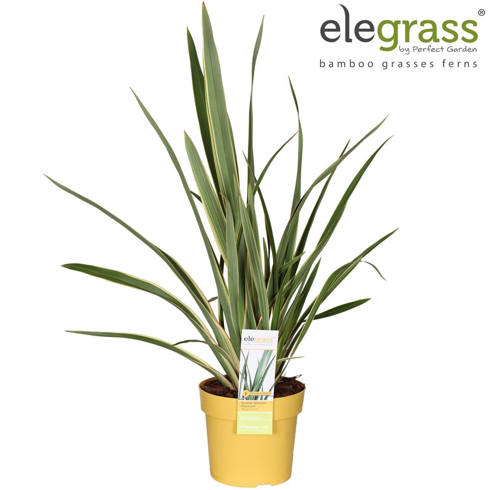 Phormium