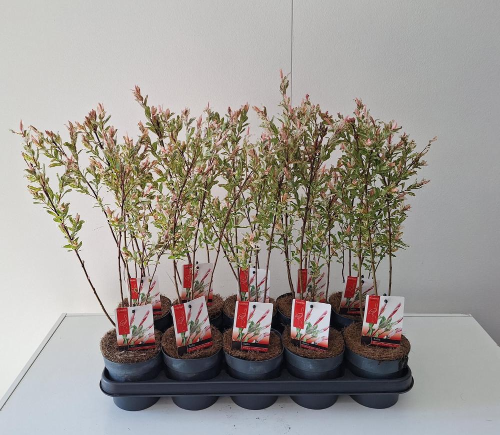 Salix