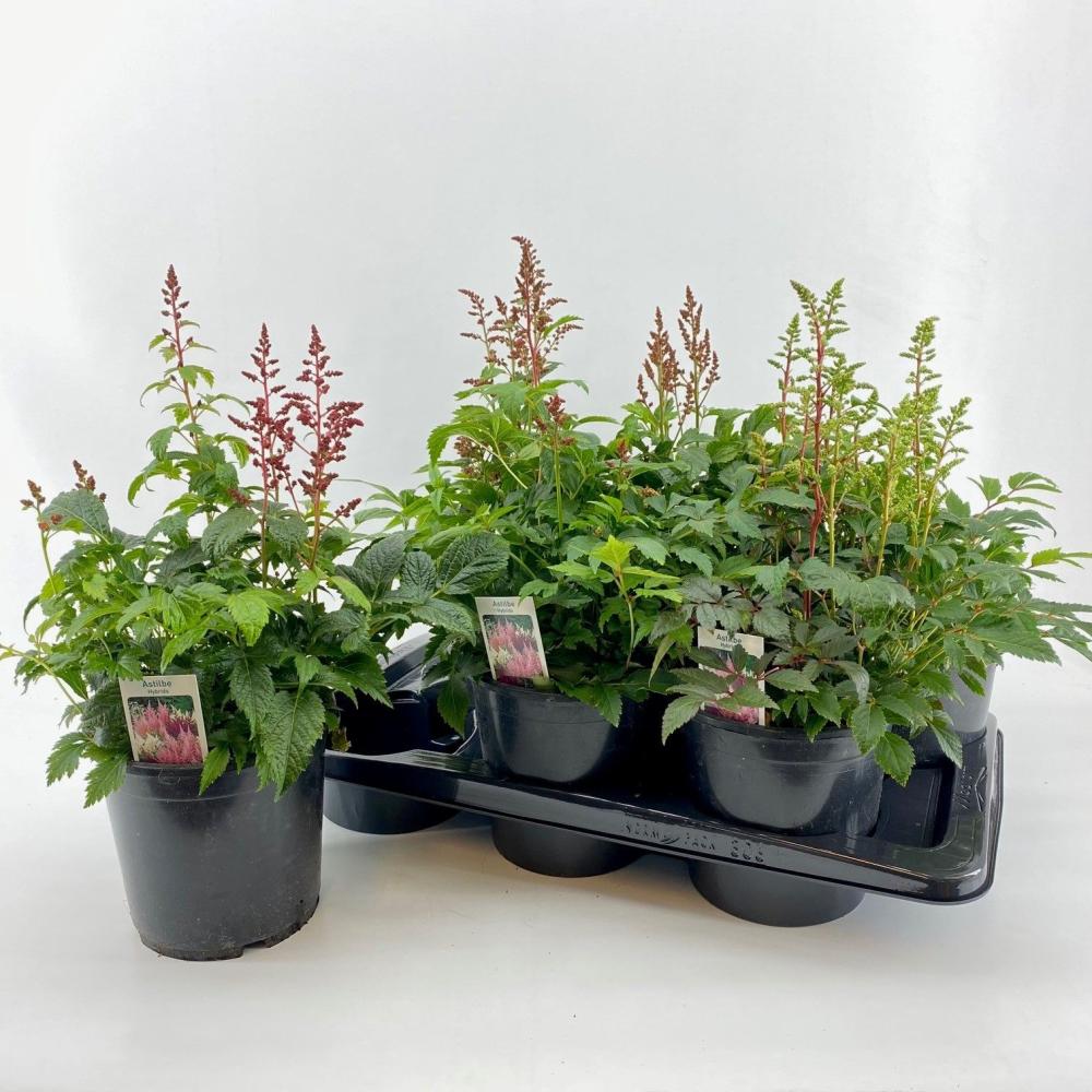 Astilbe
