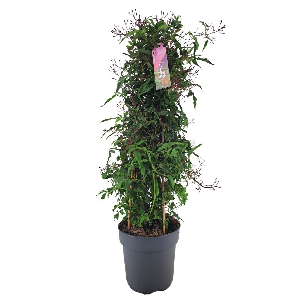 Jasminum