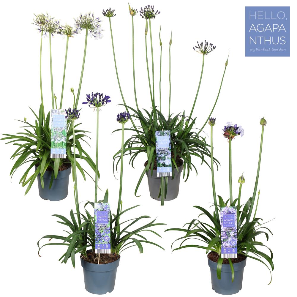 agapanthus