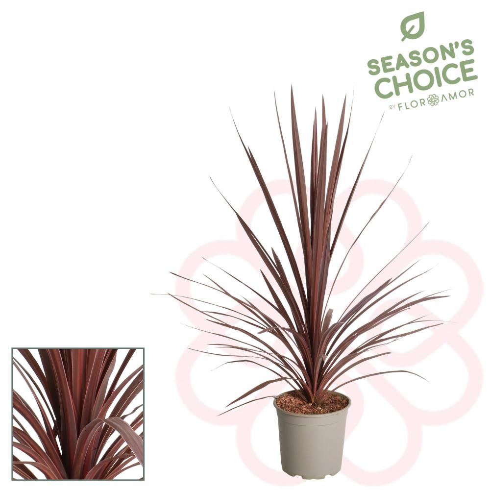 Cordyline indivisa