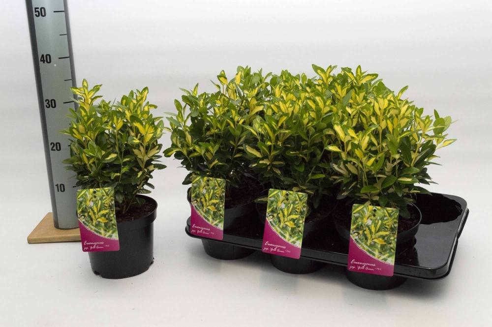 euonymus