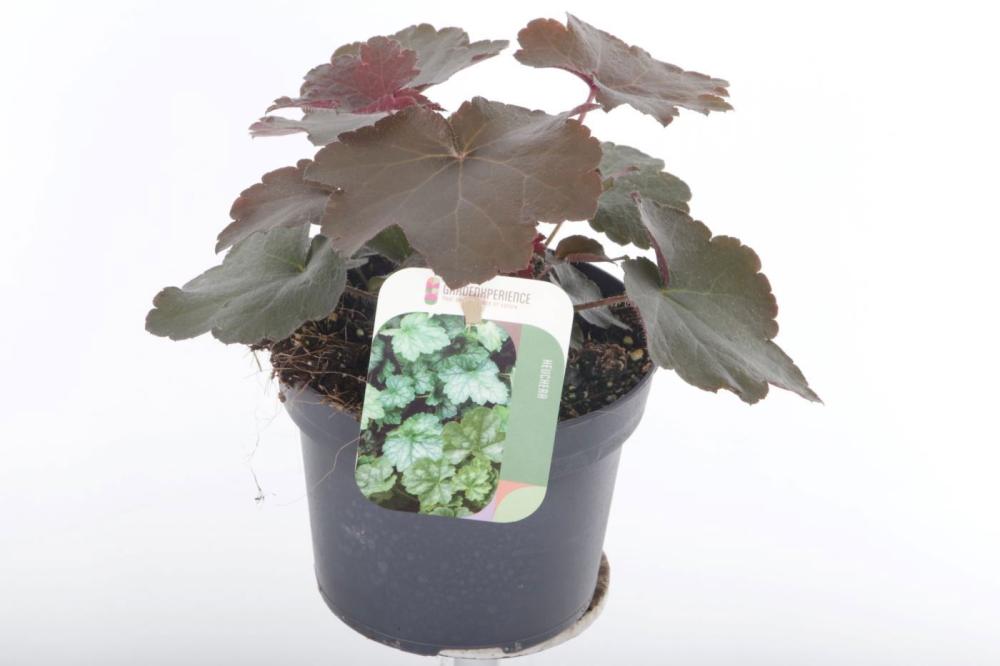Heuchera