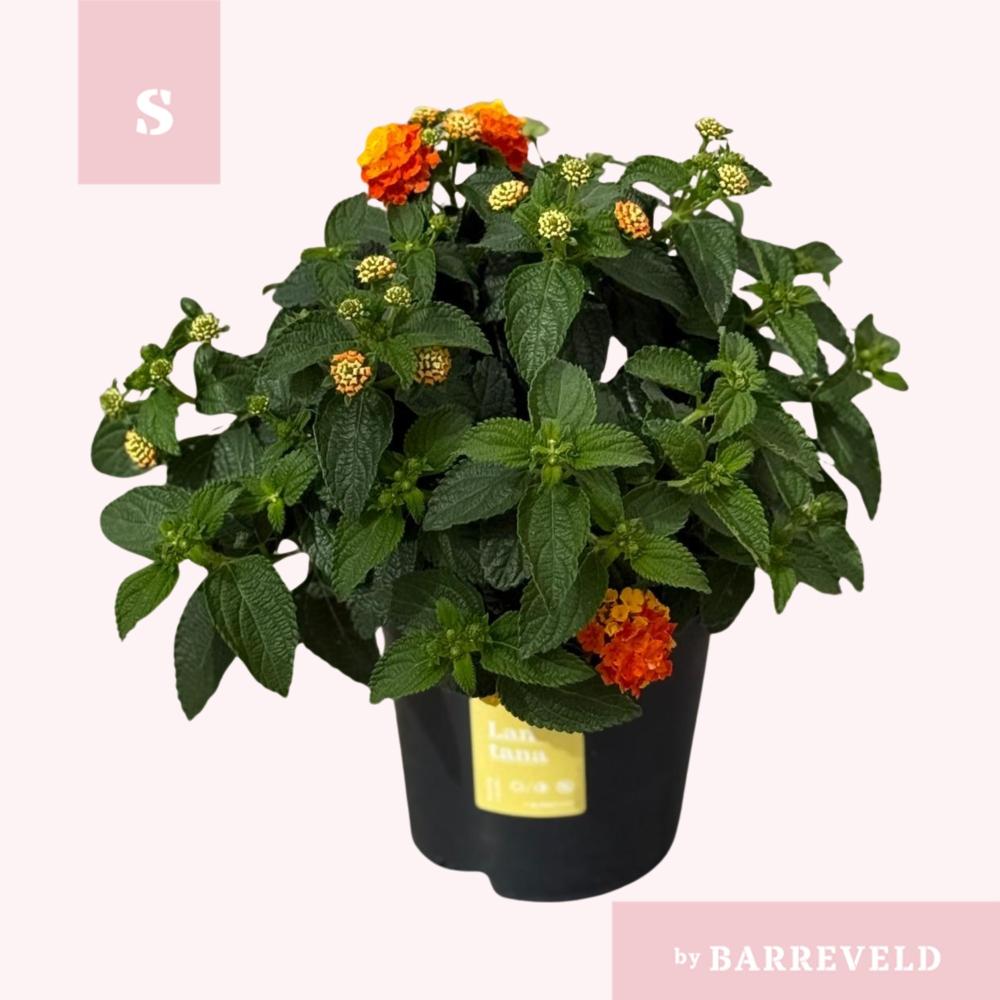 Lantana