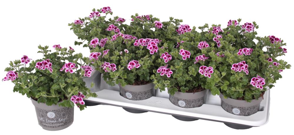 Pelargonium