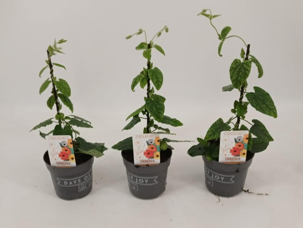 thunbergia