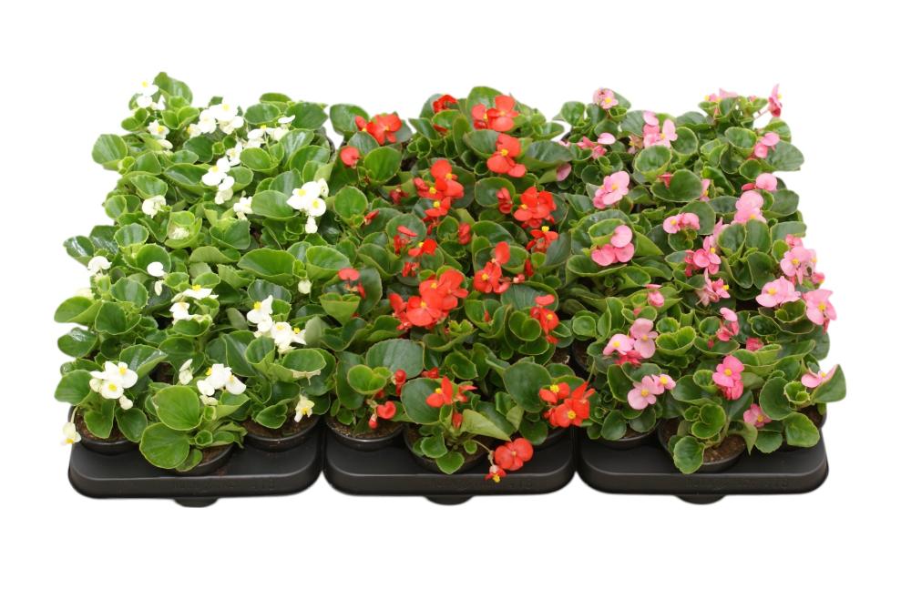 Begonia semperflorens