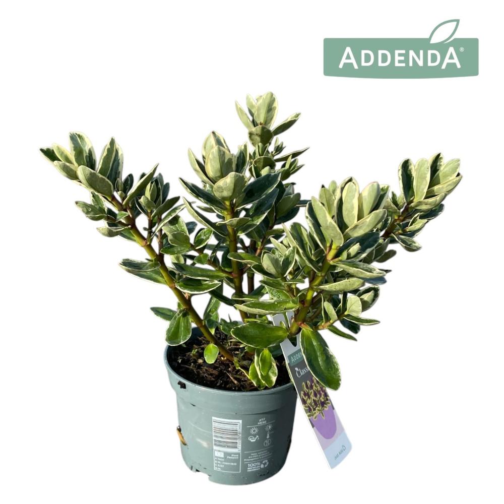 Hebe - veronica