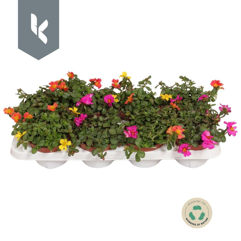 Portulaca