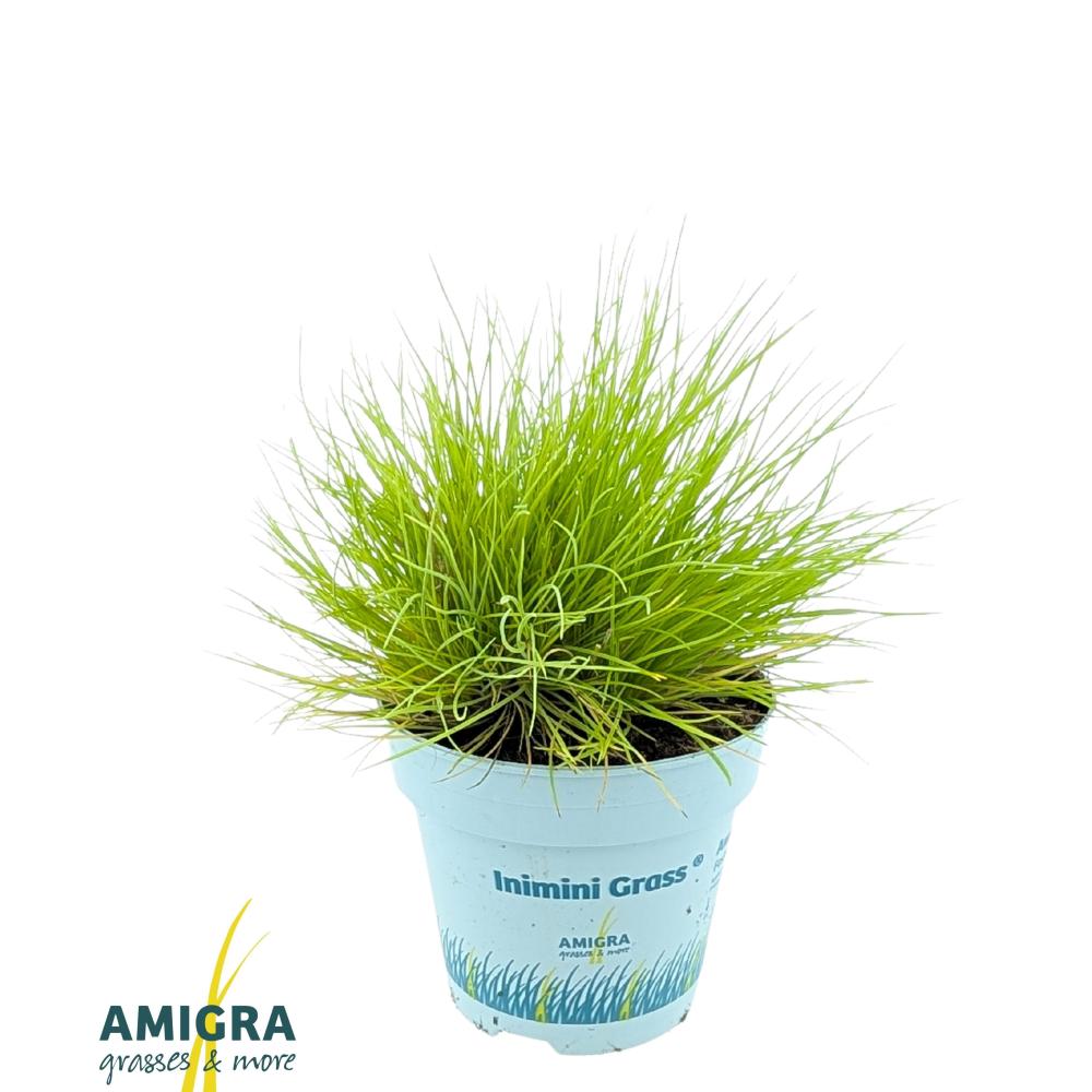 Festuca