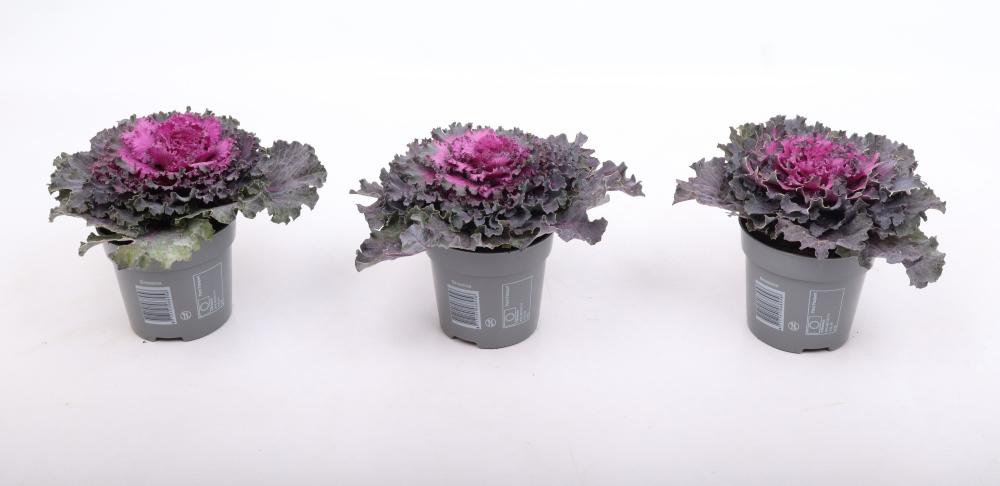 Brassica