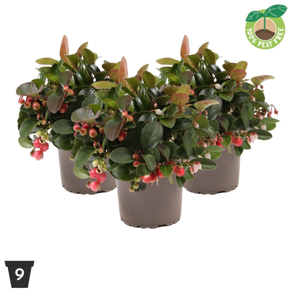 Gaultheria
