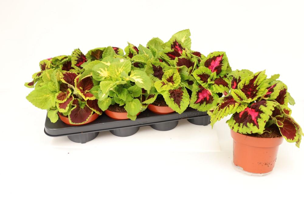 Coleus