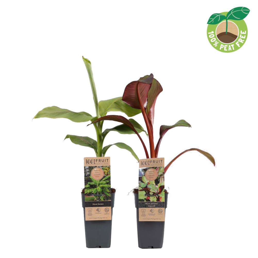 Musa