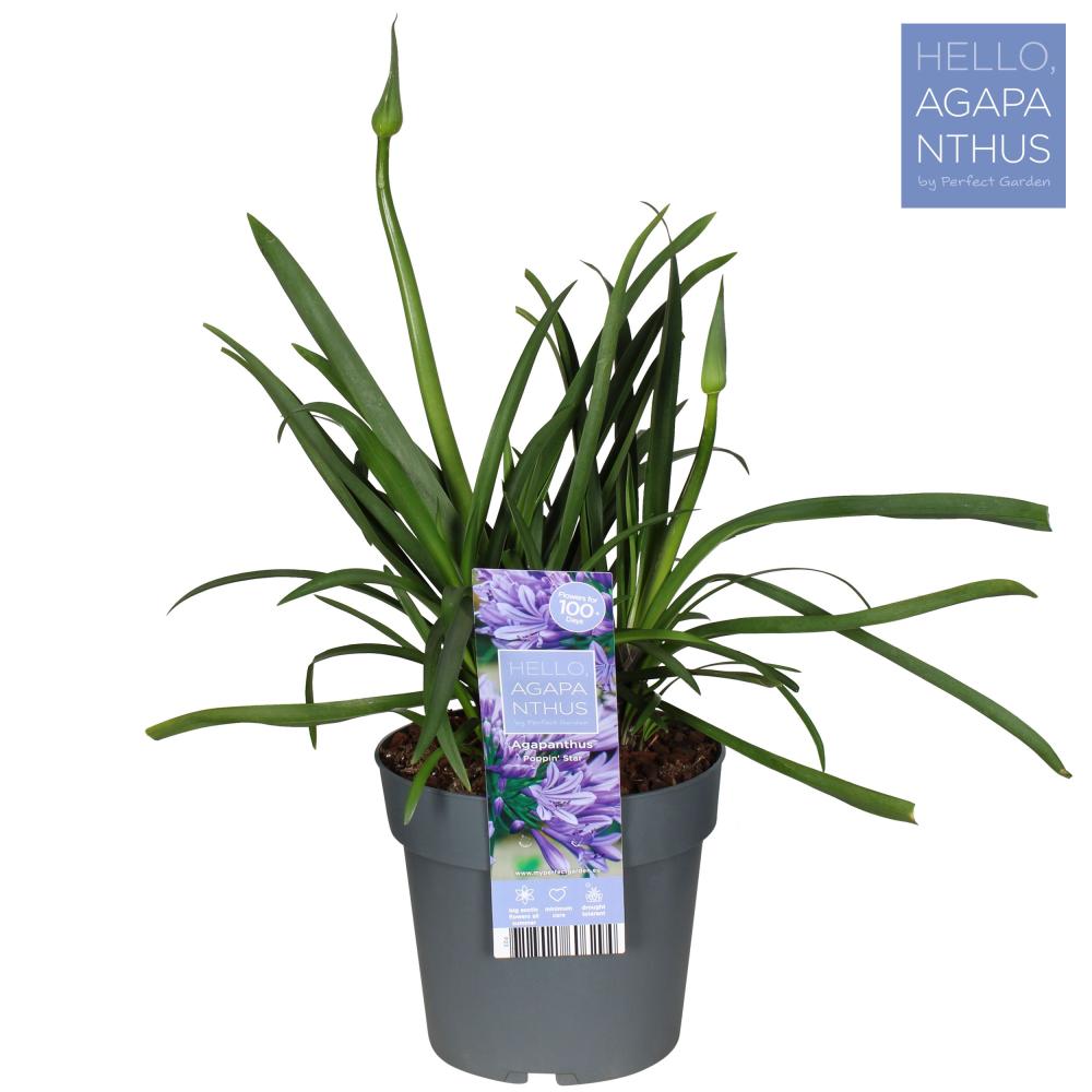 Agapanthus