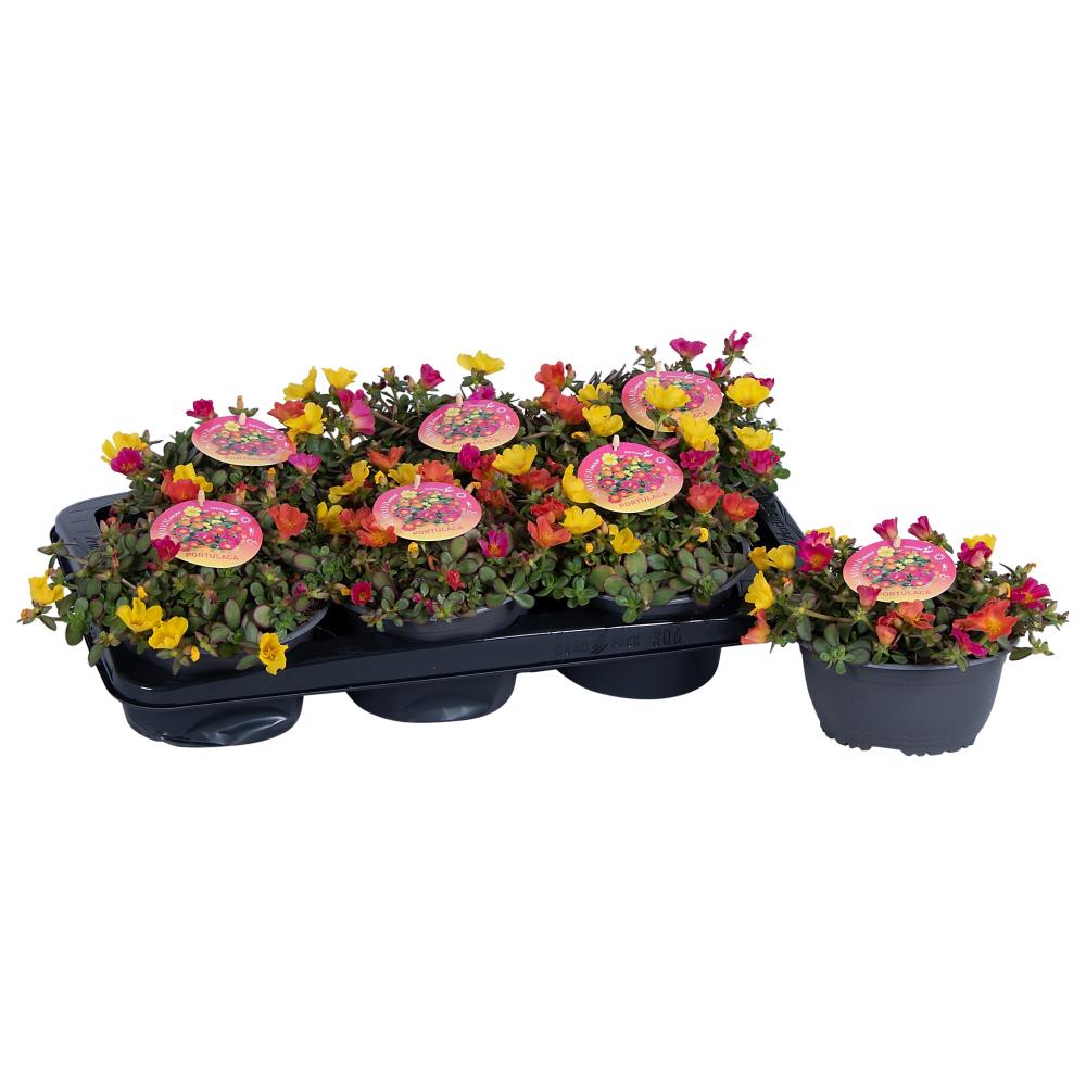 Portulaca