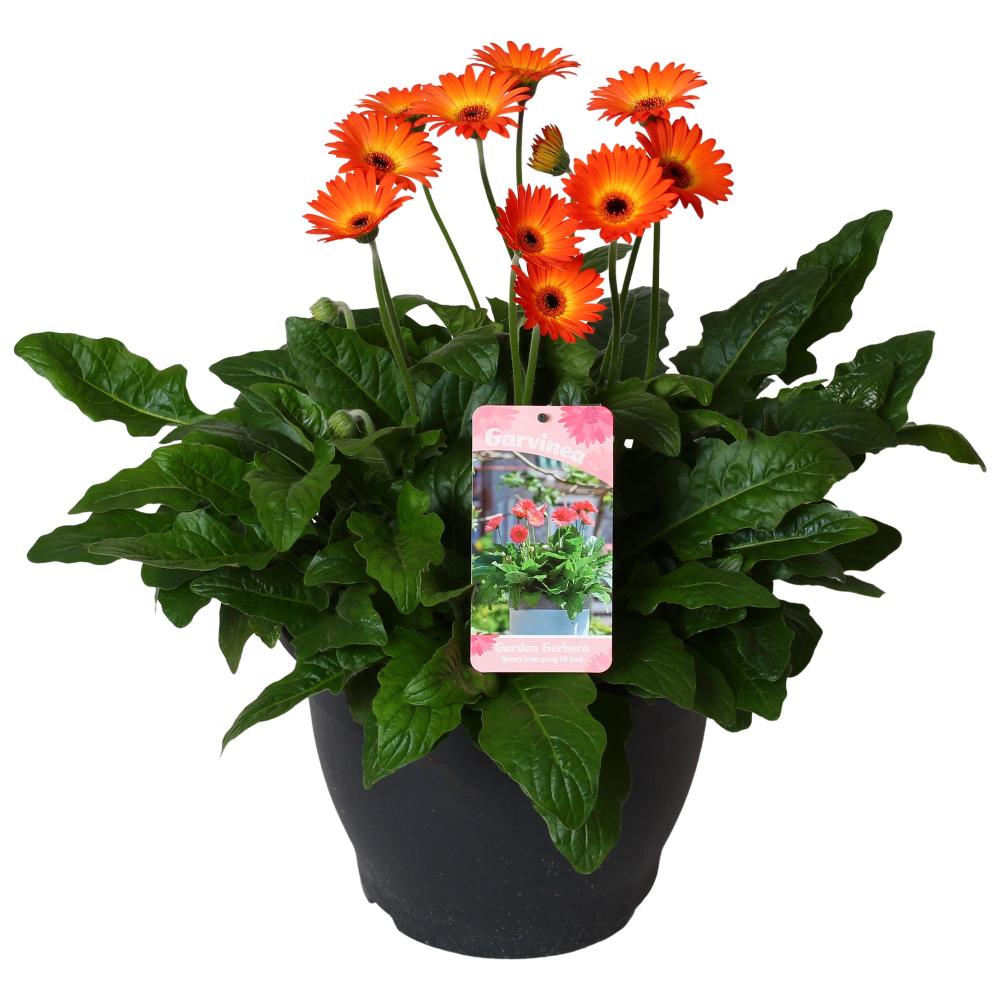 Gerbera garvinea