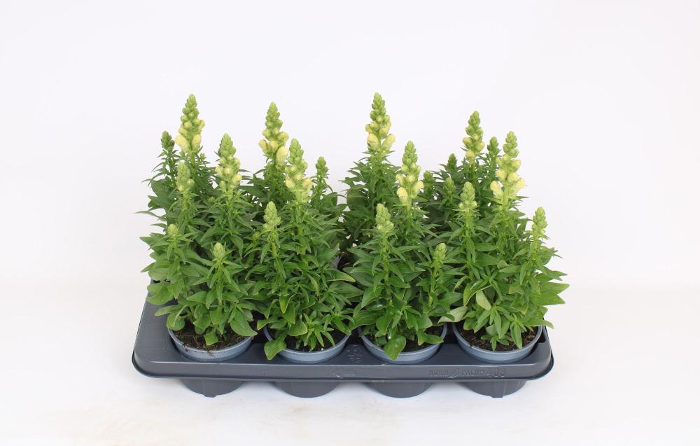 ANTIRRHINUM