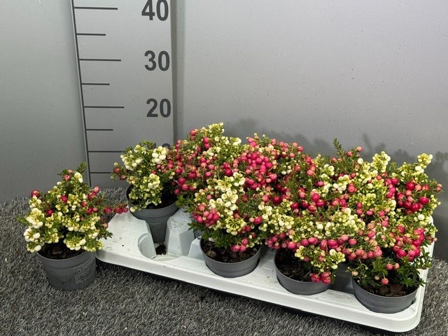 Gaultheria