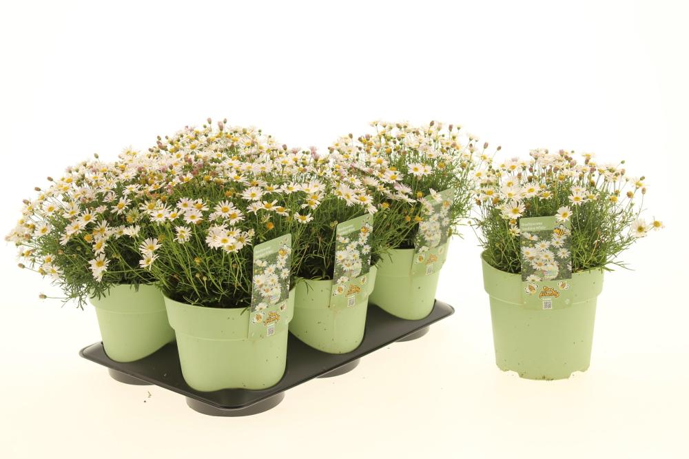 Brachyscome