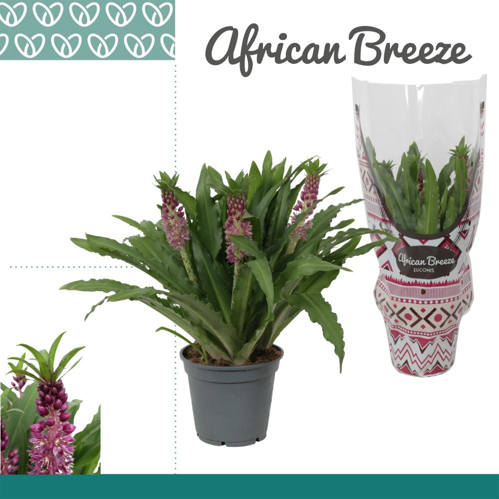 Eucomis