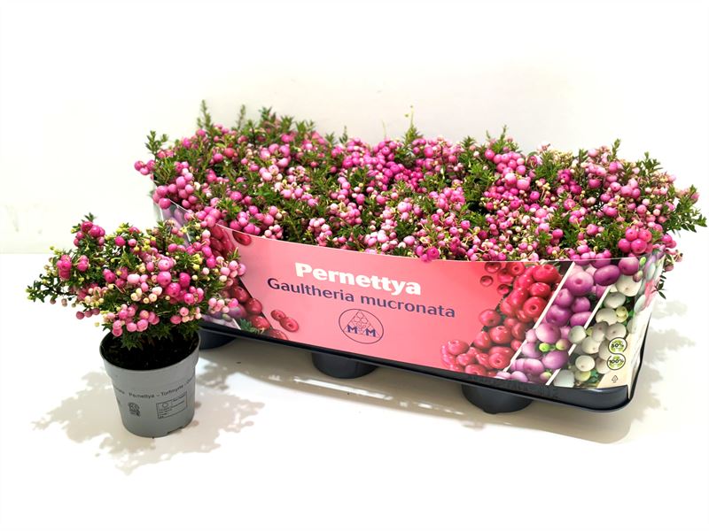 Pernettya